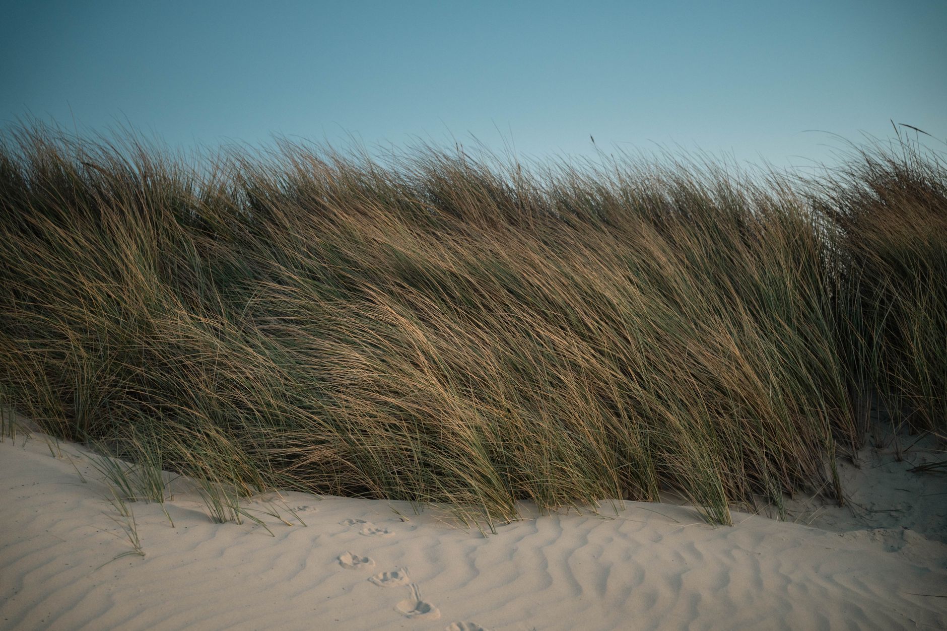 Klitgræs på en sandklit under klar himmel